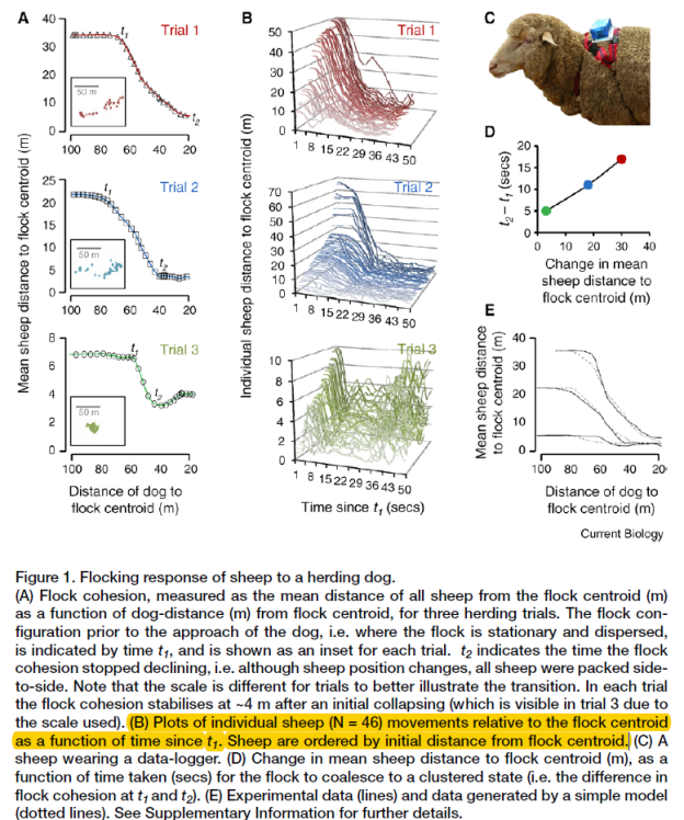 Flocking response of sheep to a herding dog