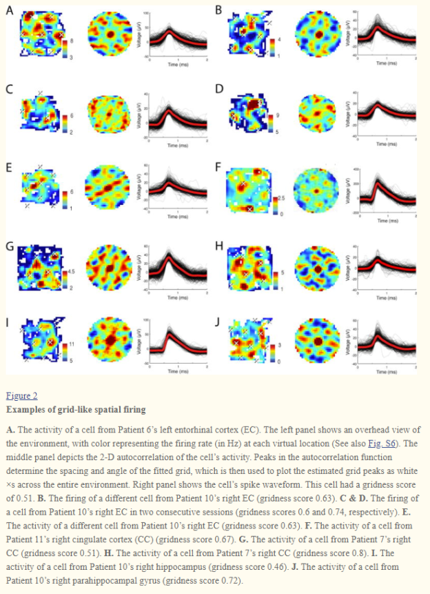 Human grid cells