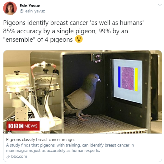 Pigeon